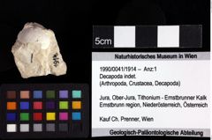 Foto (Objket + Etiketten) von Goniodromites sp. 